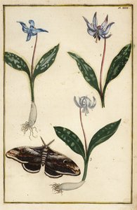 koiranhammasvioletti tai koiranhammasvioletti, Erythronium dens-canis ja koi