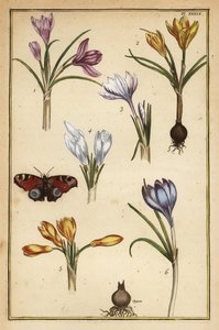 Kevätkrookus, Crocus vernus ja eurooppalainen riikinkukkoperhonen, Aglais io