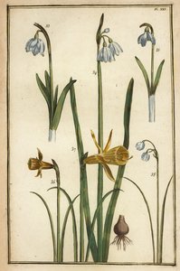 Villi narsissi, Narcissus pseudonarcissus ja lumikellot, Galanthus nivalis