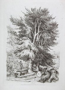 Pyökki nro. 18, kuva julkaisusta Progressive Lessons on Landscape for Young Beginners, 1816 (pehmeän maan etsaus) tekijältä David Cox