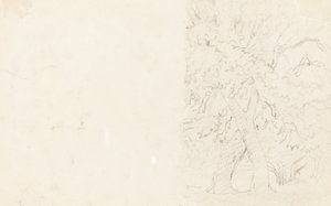 Puut [verso] tekijältä David Cox