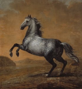 Pieni englantilainen, kuningas Karl XI:n (1655-97) hevonen