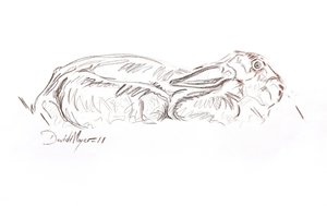 Ruskea jänis makuuasennossa, 2012 (kontepastelli paperilla) tekijältä David Mayer