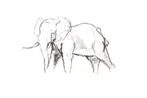 Bull Elephant, 2021 (kynä paperille)