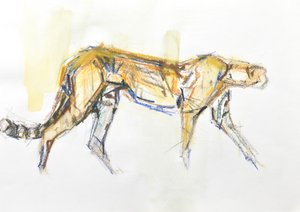 Cheetah, 2020 (liitu ja akvarelli paperille)