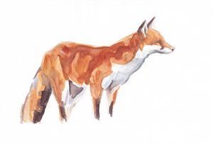 Fox, 2021 (kynä ja vesiväri paperille)