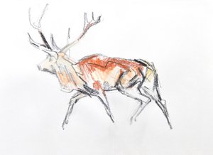 Red Deer Stag, 2020 (akvarelli paperille)