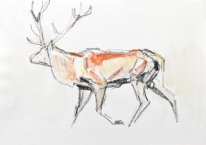 Red Deer Stag, 2020 (akvarelli paperille) tekijältä David Mayer