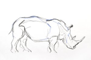 White Rhino, 2021 (liitu ja akvarelli paperille) tekijältä David Mayer