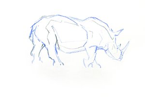Valkoinen sarvikuono, 2020 (kynä paperille) tekijältä David Mayer
