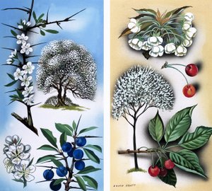 Kaikenlaisia luonnonvaraisia hedelmäpuita: Wild Cherry: Blackthorn  Wild Cherry