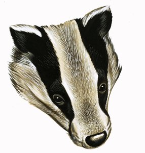 Herra ja rouva Badger kotona tekijältä David Pratt