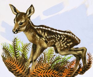 Metsäkauriin varsa