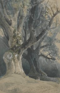 Puut Northwick Parkissa tekijältä David Roberts