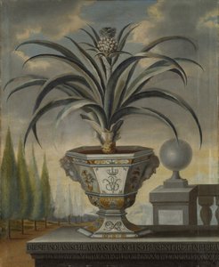 Ananaskasvi, 1729 tekijältä David von Coln