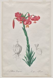 Lillium Pomponium (Turban Lily), levy 7 Les Liliacéesilta tekijältä De Gouy
