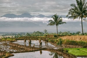 Java, Bandung. Maanviljelijät muotoilevat riisinviljelylaitoksensa padot, Bandung, Java.