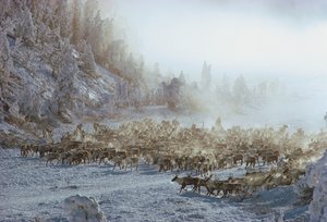 Poro, hirvi, karibu tai vastaava eläinlauma lumisessa talvimaisemassa, N...