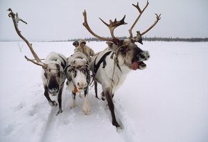 Porot vetävät saamelaista eli lappilaista päämiestä reessä lumen läpi. Lähellä Lovozeroa, Venäjän...