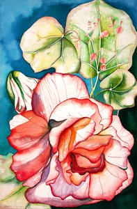 Begonia; 2006 (akvarelli) tekijältä Deborah Eve Alastra
