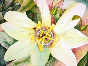 Passionflower, 2007 (akvarelli) tekijältä Deborah Eve Alastra