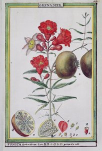 Granaattiomenapuu, Florindie ou Historie physico-economique des vegetaux de la Torride, 1789 tekijältä Delahaye