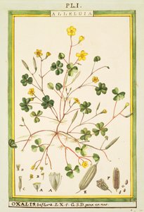 Bermuda leinikki (Oxalis biflora tai pes-caprae), vesiväri Delahaye