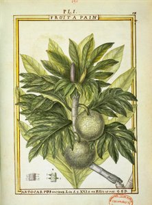Leipäpuu (Artocarpus altilis), Delahayen akvarelli