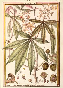 Maniikka (Jatropha manihot), kirjoittanut Delahaye, akvarelli