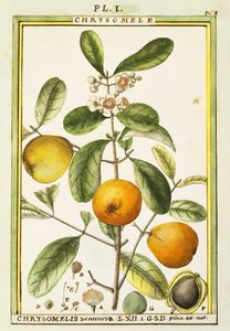 Chrysomele (Chrysomelis senticosa), Delahayen akvarelli tekijältä Delahaye Delahaye