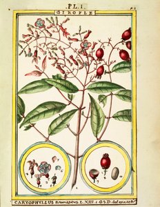 Neilikka (Caryophyllus Aromaticus), Delahayen akvarelli