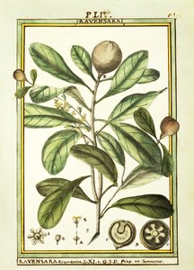 Cryptocarya Aromatica, akvarelli Delahaye tekijältä Delahaye Delahaye