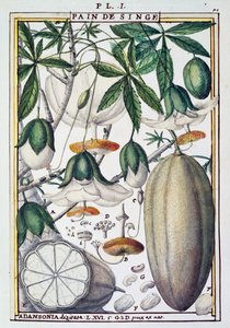 Delahayen baobabpuun (Adansonia digitata) hedelmät ja kukat, Florindie tai Historie physico-economic des Vegetaux de la Torride