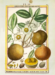 Mammee-omena (Mammea americana), Delahayen akvarelli.