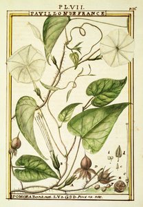 Moonflower tai Moon vine (Ipomoea Alba), akvarelli Delahaye