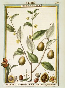 Muskottipähkinä (Myristica fragrans tai officinalis), Delahayen vesiväri