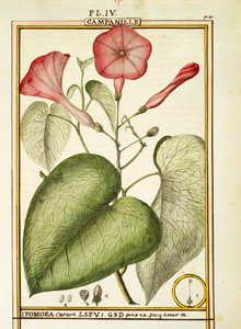 Pink Morning Glory (Ipomoea Carnea), Delahayen akvarelli