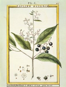 Red Bay Tree (Laurus borbonia tai Persea carolinensis), Delahayen akvarelli tekijältä Delahaye Delahaye