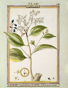 True Cinnamon (Cinnamomum Verum), Delahayen akvarelli