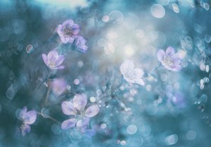 Upeat bokeh-kukat tekijältä Delphine Devos