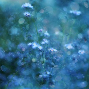 Pehmeän siniset bokeh-kukat tekijältä Delphine Devos