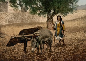 Palestiinalainen, joka työskentelee härän ja aasin parissa, Holy Land, n. 1890 - n. 1900 (valokuvatulostus)