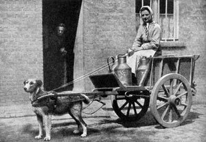 Belgialainen maitonainen aamukierroksella, Belgia, 1922. tekijältä Donald McLeish