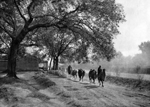 Kamelikaravaani, Peking