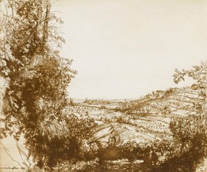 Olive Groves tekijältä Donald Shaw MacLaughlan