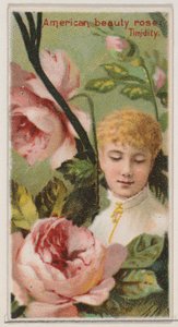 American Beauty Rose: Timidity, sarjasta Floral Beauties and Language of Flowers N..., 1892.