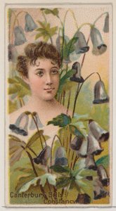 Canterbury Bells: Constancy, sarjasta Floral Beauties and Language of Flowers N75..., 1892. tekijältä Donaldson Brothers