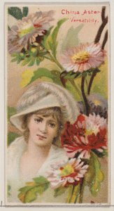 China Aster: Monipuolisuus, sarjasta Floral Beauties and Language of Flowers N75 fo..., 1892.