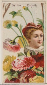 Dahlia: Dignity, sarjasta Floral Beauties and Language of Flowers N75 Duke br..., 1892. tekijältä Donaldson Brothers
