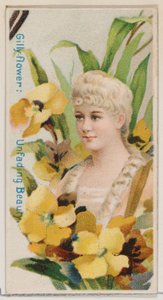 Gilly-flower: Unfading Beauty, sarjasta Floral Beauties and Language of Flowers N7..., 1892.